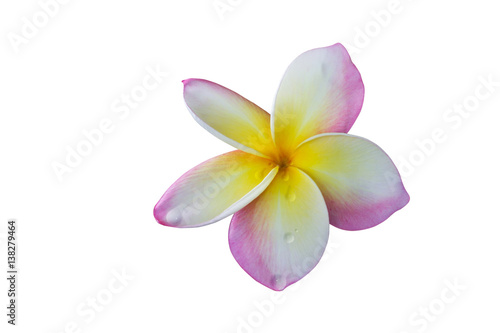 Isolated pink flower frangipani or plumeria bunch on white background