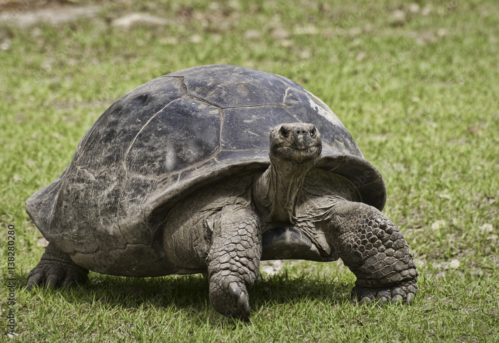 Giant tortoise close up walking on green grass Giant tortoise close up walking on green grass
