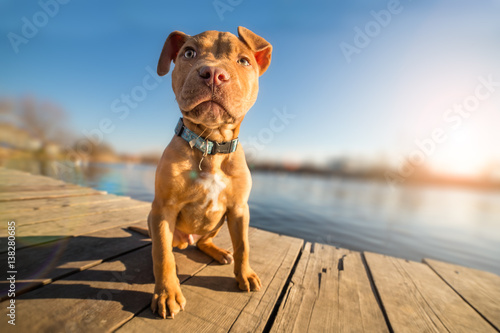 Yellow terrier puppy on vacation