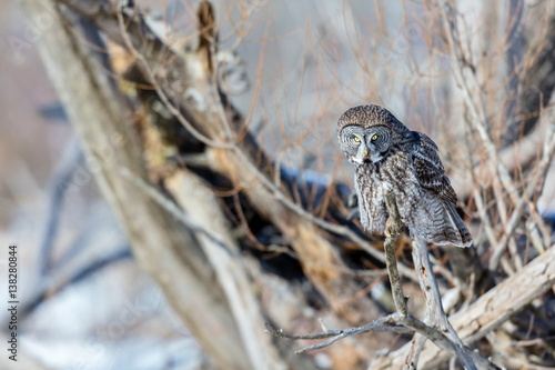Wallpaper Mural The great grey owl in the golden light. The great gray is a very large bird, documented as the world's largest species of owl by length. Here it is seen searching for prey in Quebec's harsh winter. Torontodigital.ca
