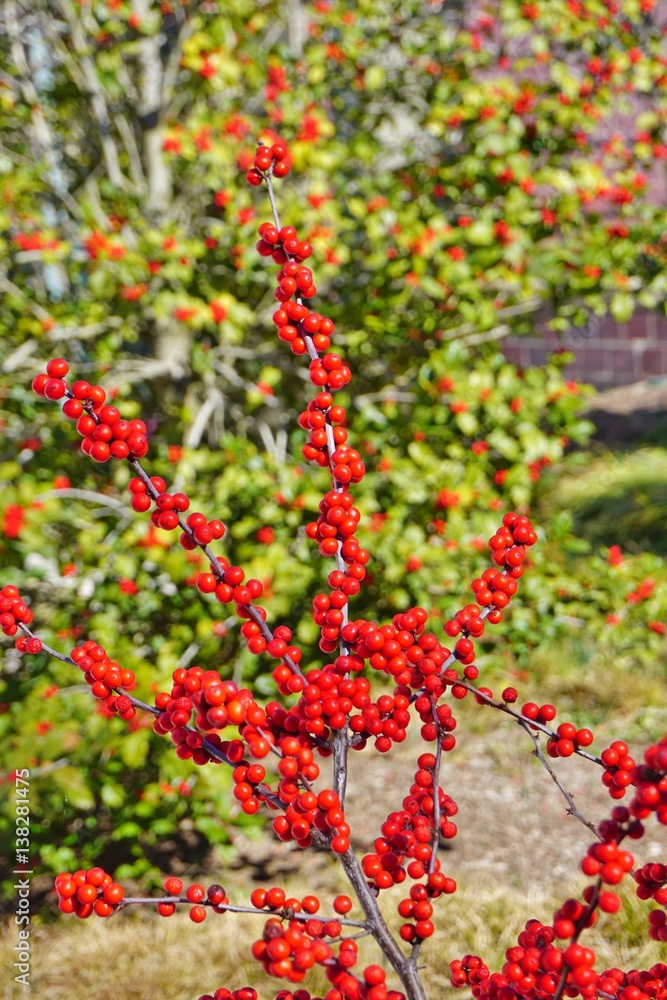 Branches of red winterberry plant (ilex verticillata)