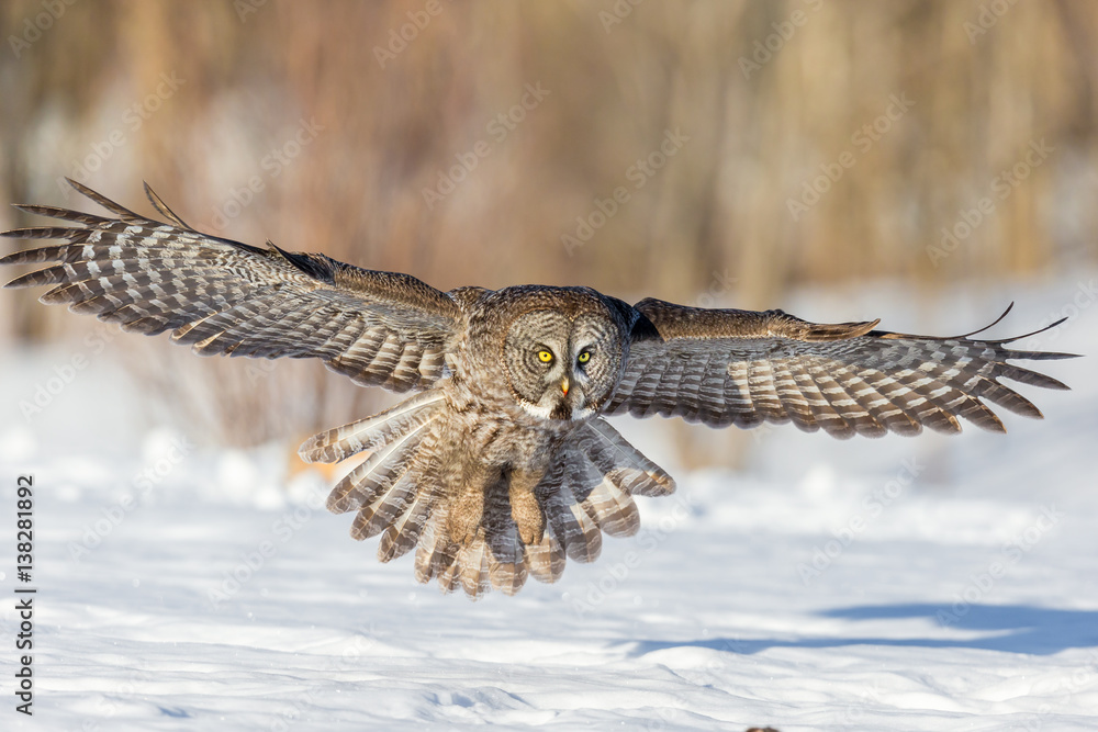 Obraz premium The great grey owl in the golden light. The great gray is a very large bird, documented as the world's largest species of owl by length. Here it is seen searching for prey in Quebec's harsh winter.
