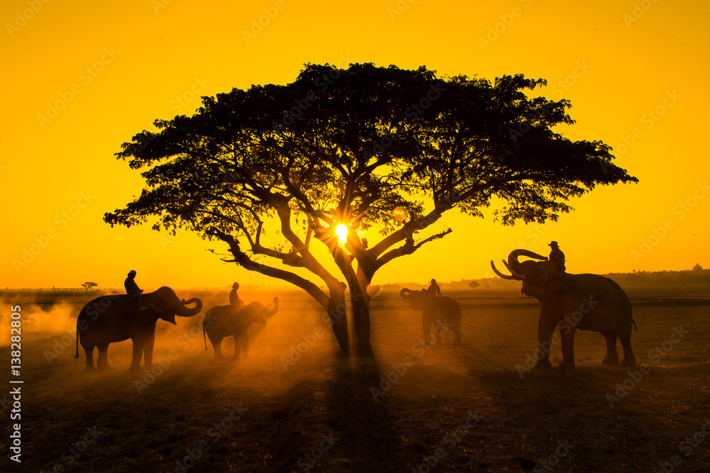 Fototapeta premium People living with elephants