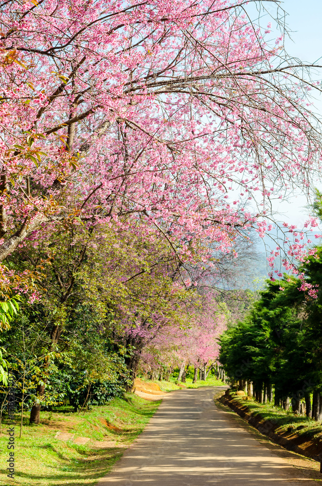 pink flower tunnel of Sakura or Wild Himalayan Cherry tree in outdoor park at Khun Wang Royal Project of Chiang Mai,Thailand pink flower tunnel of Sakura or Wild Himalayan Cherry tree in outdoor park at Khun Wang Royal Project of Chiang Mai,Thailand
