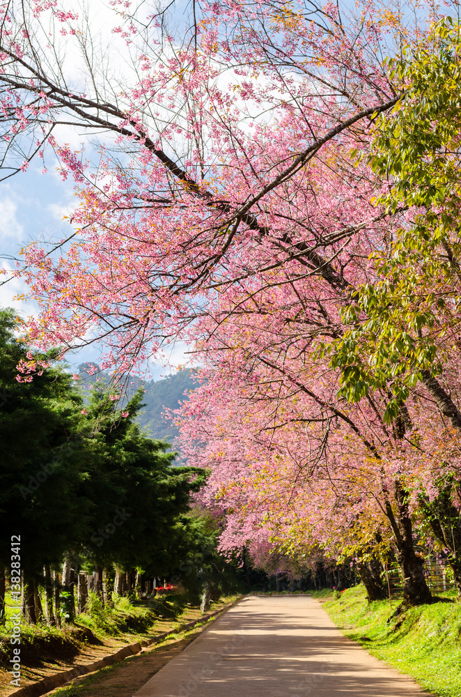 pink flower tunnel of Sakura or Wild Himalayan Cherry tree in outdoor park at Khun Wang Royal Project of Chiang Mai,Thailand pink flower tunnel of Sakura or Wild Himalayan Cherry tree in outdoor park at Khun Wang Royal Project of Chiang Mai,Thailand
