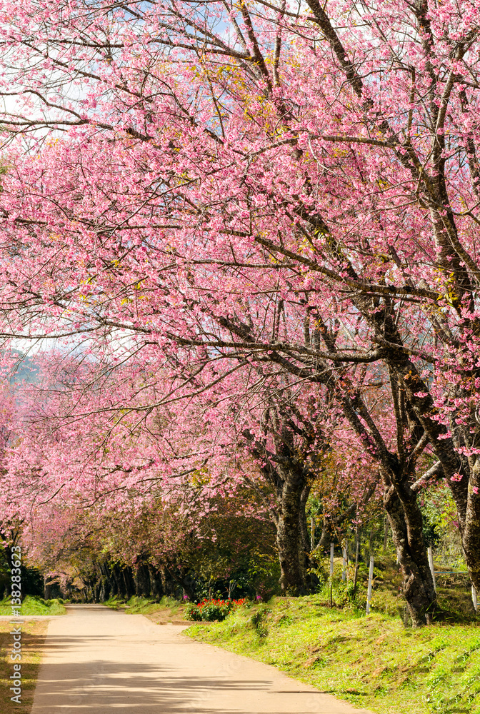 pink flower tunnel of Sakura or Wild Himalayan Cherry tree in outdoor park at Khun Wang Royal Project of Chiang Mai,Thailand pink flower tunnel of Sakura or Wild Himalayan Cherry tree in outdoor park at Khun Wang Royal Project of Chiang Mai,Thailand
