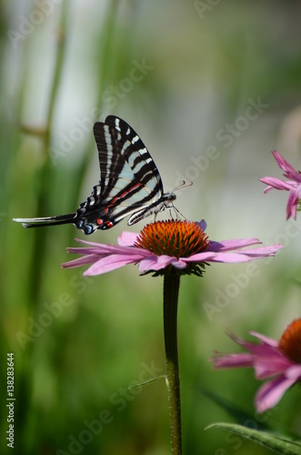Zebra Swallowtail in Summer Garden