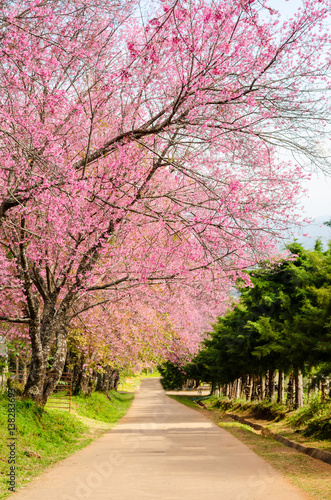 pink flower tunnel of Sakura or Wild Himalayan Cherry tree in outdoor park at Khun Wang Royal Project of Chiang Mai,Thailand