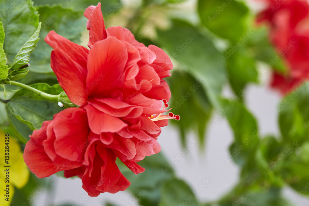 Obraz premium hibiscus