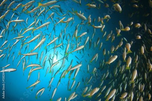 Fish in ocean. Snapper fish school. 