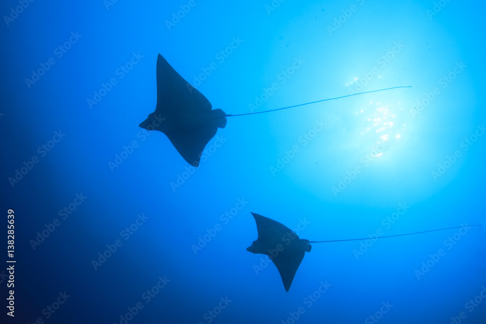 Fototapeta premium Spotted Eagle Rays