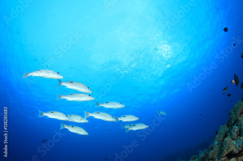 Fototapeta Naklejka Na Ścianę i Meble -  Coral reef and tropical sea fish underwater in ocean