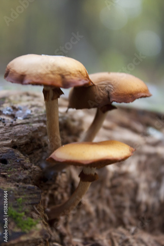 Three mushrooms © Mandy