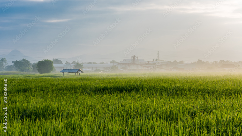 Obraz premium Beautiful rice field and dew in the morning