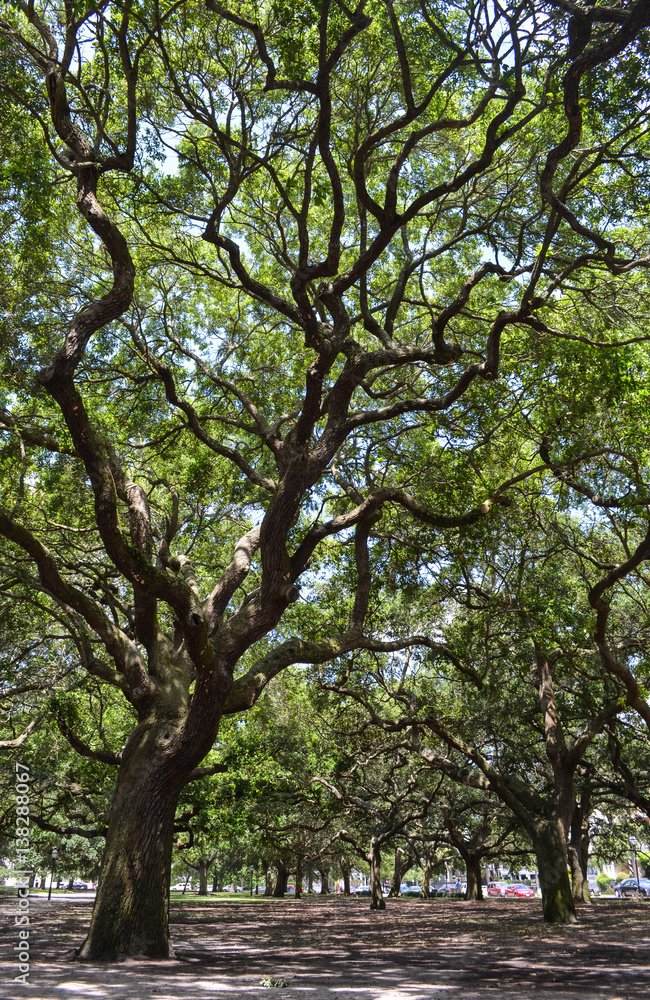 Live Oak Tree Live Oak Tree