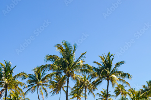 Palm trees and clear skies