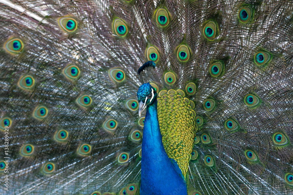 Obraz premium peacock
