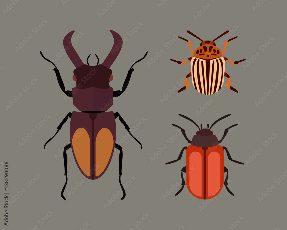 Insect icon flat isolated nature flying bugs beetle ant and wildlife spider grasshopper or mosquito cockroach animal biology graphic vector illustration. Insect icon flat isolated nature flying bugs beetle ant and wildlife spider grasshopper or mosquito cockroach animal biology graphic vector illustration.