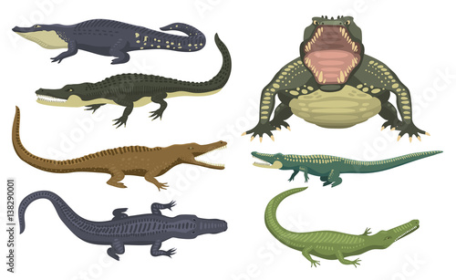 Cartoon green crocodile danger predator and australian wildlife river reptile carnivore alligator with scales teeth flat vector illustration.