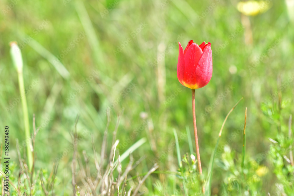 Obraz premium Wild tulip is blooming in mountains at spring time