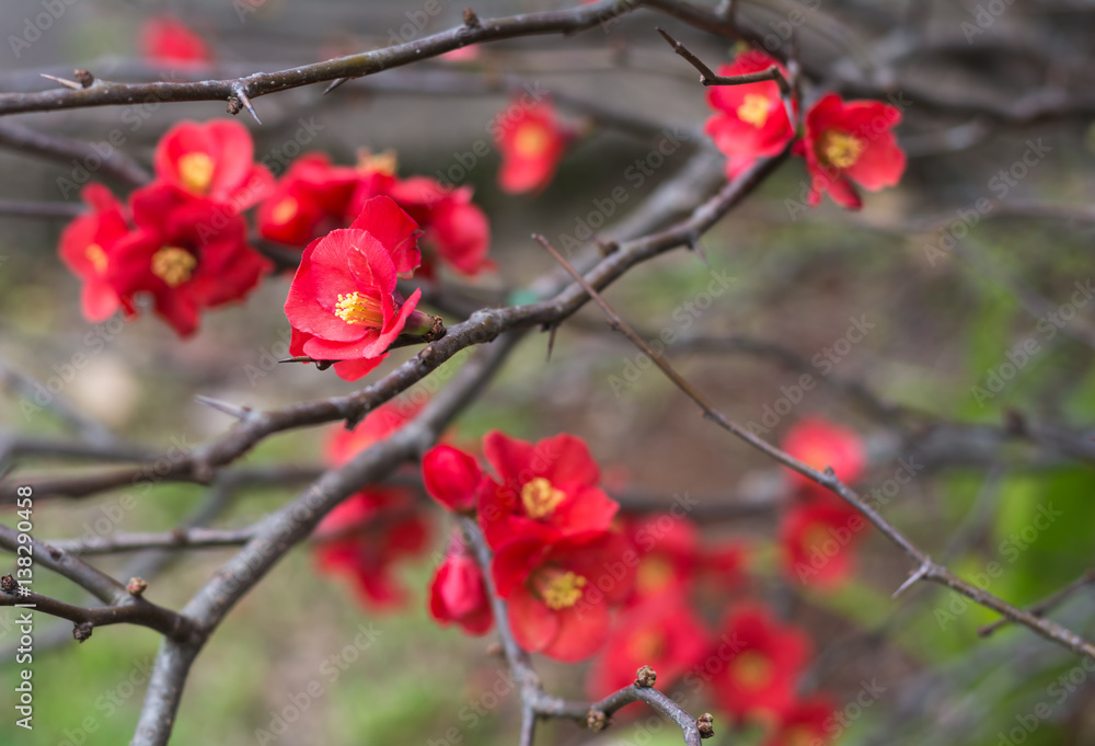 The red chaenomeles little flower in winter garden in Toowoomba, Australia The red chaenomeles little flower in winter garden in Toowoomba, Australia