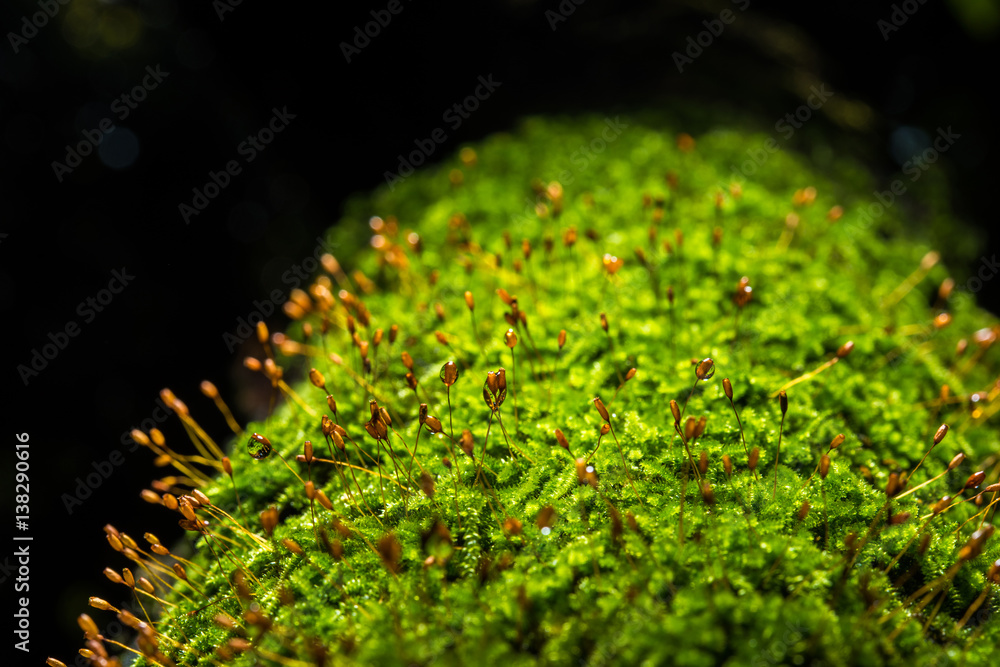 Close up green moss in forest after rain Close up green moss in forest after rain