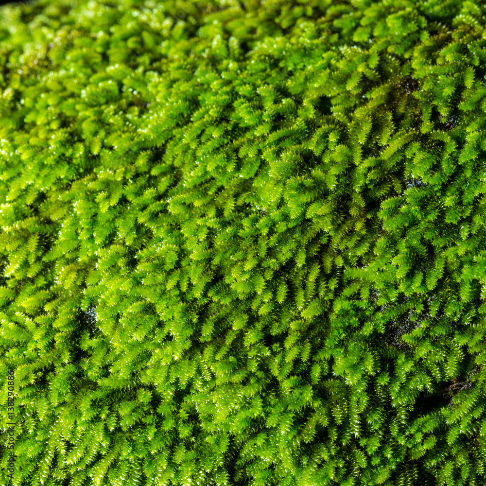 Close up green moss in forest after rain