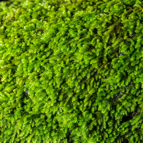 Close up green moss in forest after rain