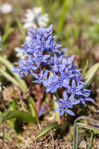 small blue spring flowers