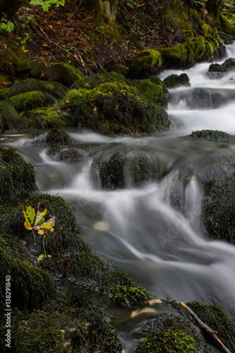 stream in the forest