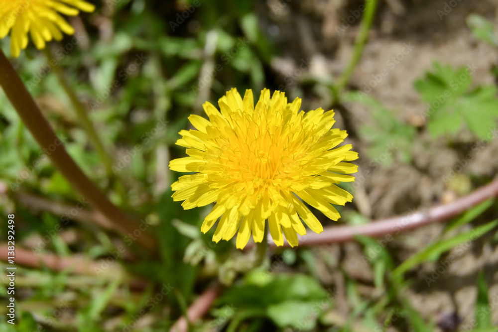 Yellow dandelion flower close up in nature Yellow dandelion flower close up in nature