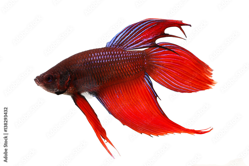 Fototapeta premium Betta splendens Siamese fighting aquarium fish 