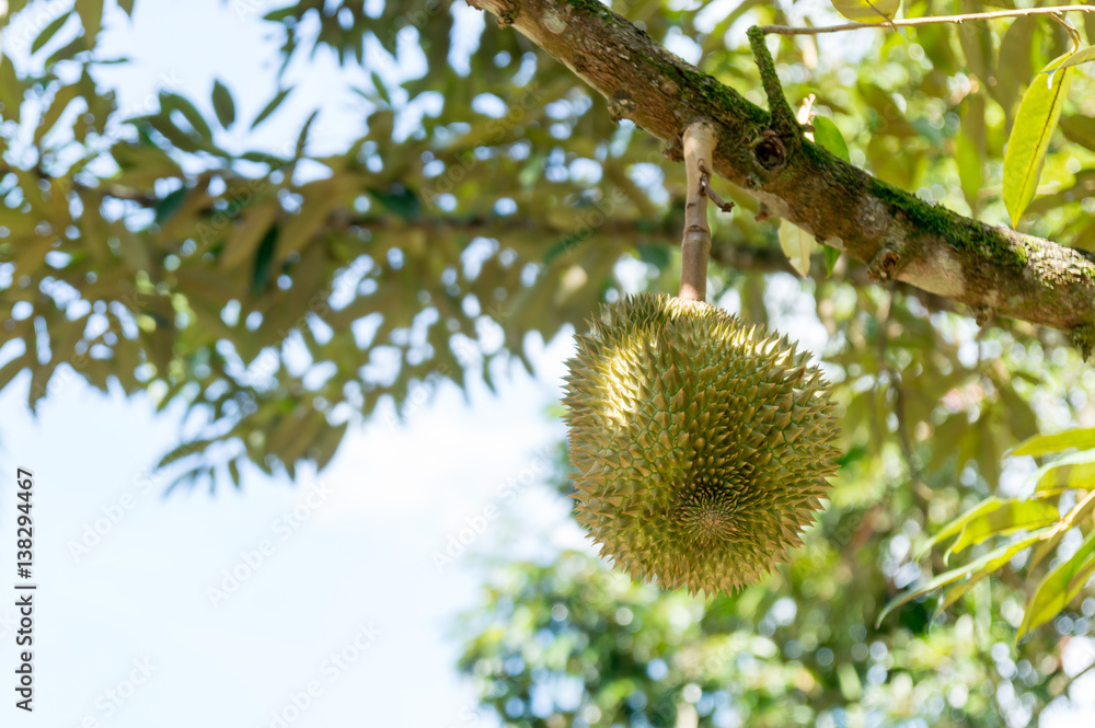 Fresh durian on its tree Fresh durian on its tree