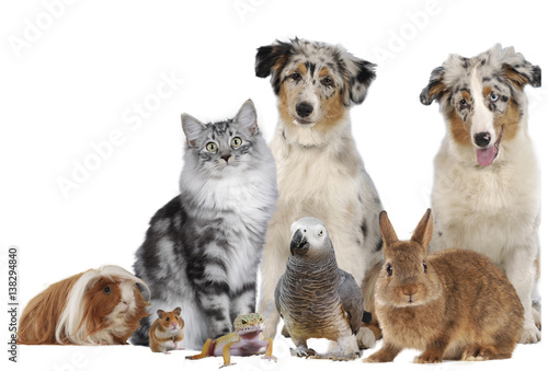 Haustiergruppe mit Hund, Katze und Nager, Papagei, Leguan freigestellt auf weiß © absolutimages
