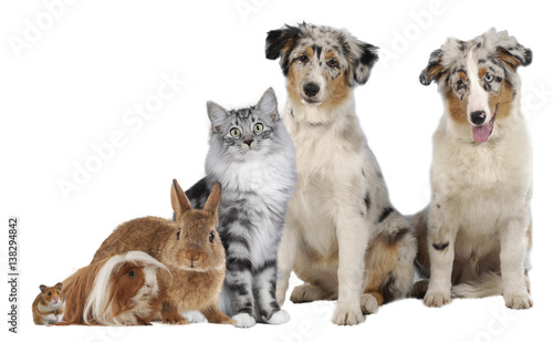 Haustiergruppe mit Hund  Katze und Nager freigestellt auf wei  