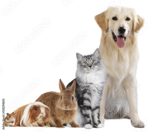 Fototapeta Naklejka Na Ścianę i Meble -  Haustiergruppe mit Hund, Katze und Nager freigestellt auf weiß