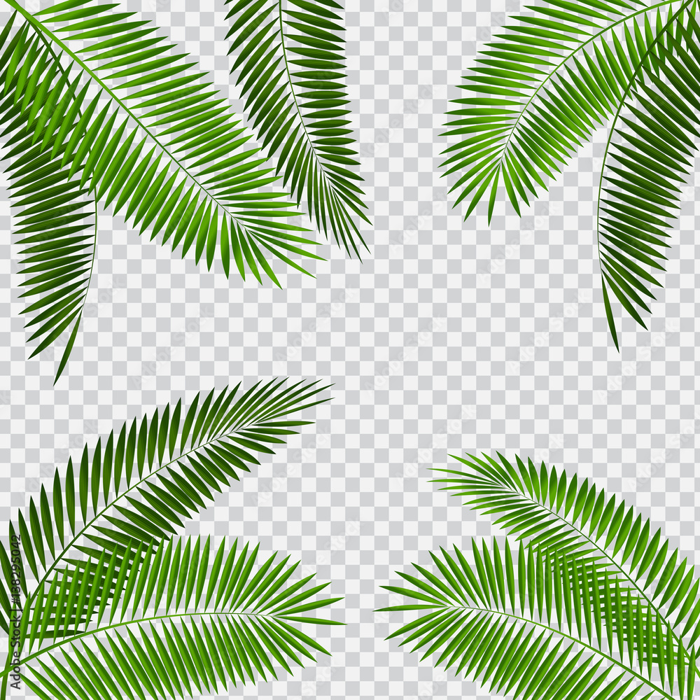 Palm Leaf Vector Illustration on Transparent Background