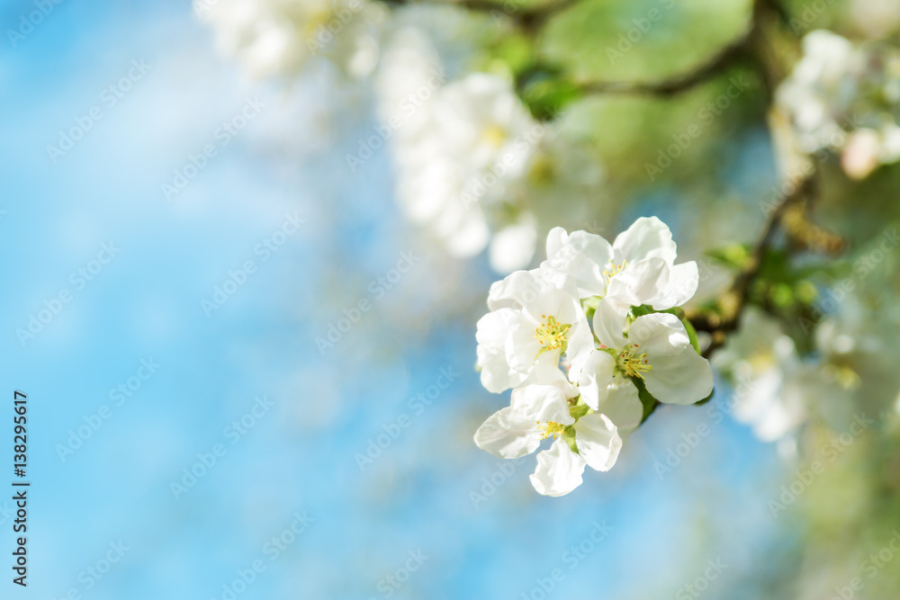 blurred apple tree background. Spring flowers on beautiful sunny day blurred apple tree background. Spring flowers on beautiful sunny day