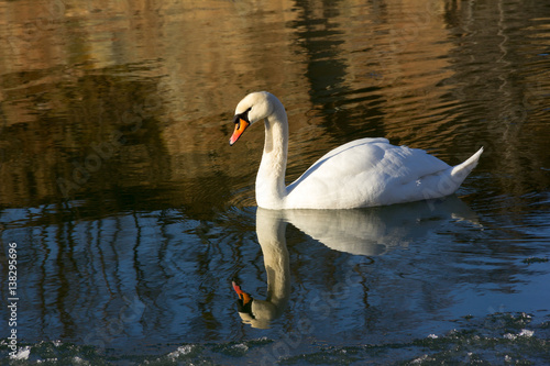 single white Swan on the river in winter