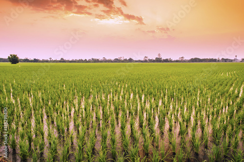 Landscape rice farm of farmers