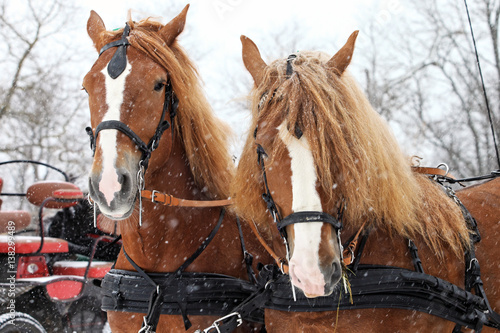Foto Clydesdale horse team in snowstorm ready to go