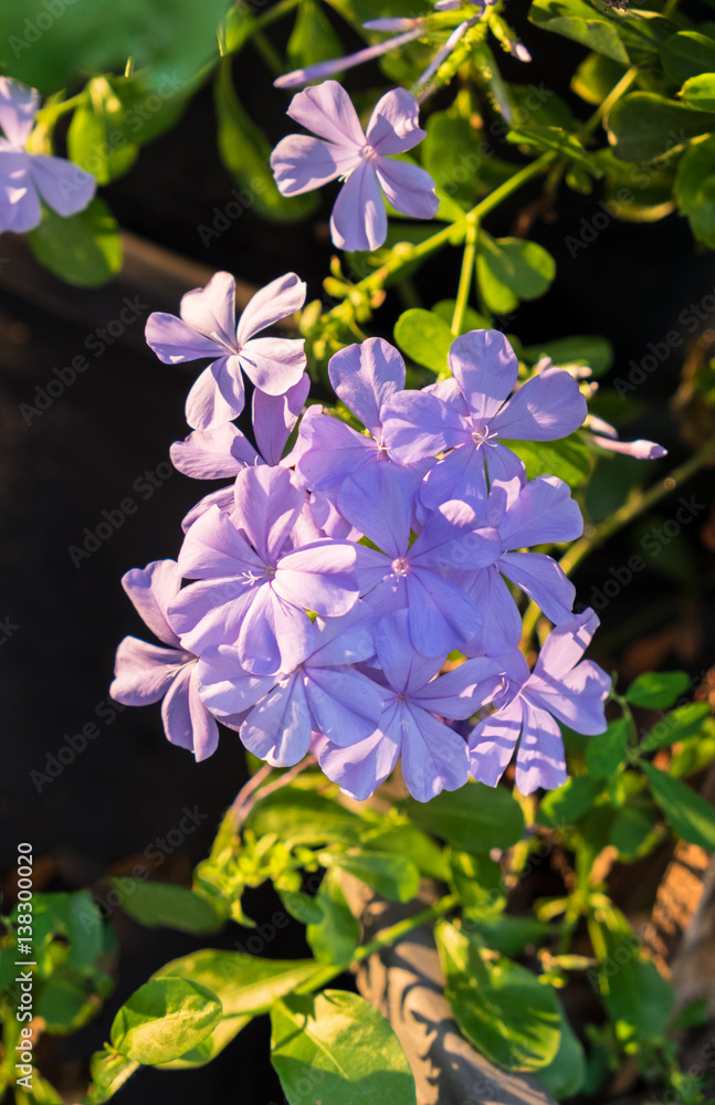 Purple flower on the garden background,evening light Purple flower on the garden background,evening light