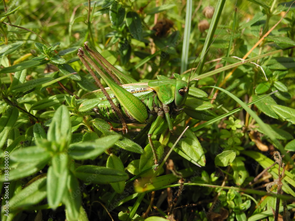 Warzenbeißer, Decticus verrucivorus, bewegungslos und gut getarnt im Gras Warzenbeißer, Decticus verrucivorus, bewegungslos und gut getarnt im Gras