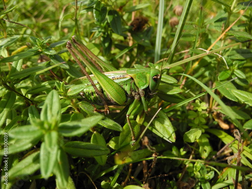 Warzenbeißer, Decticus verrucivorus, bewegungslos und gut getarnt im Gras
