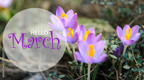 Hello March wallpaper, spring garden background, purple flowers