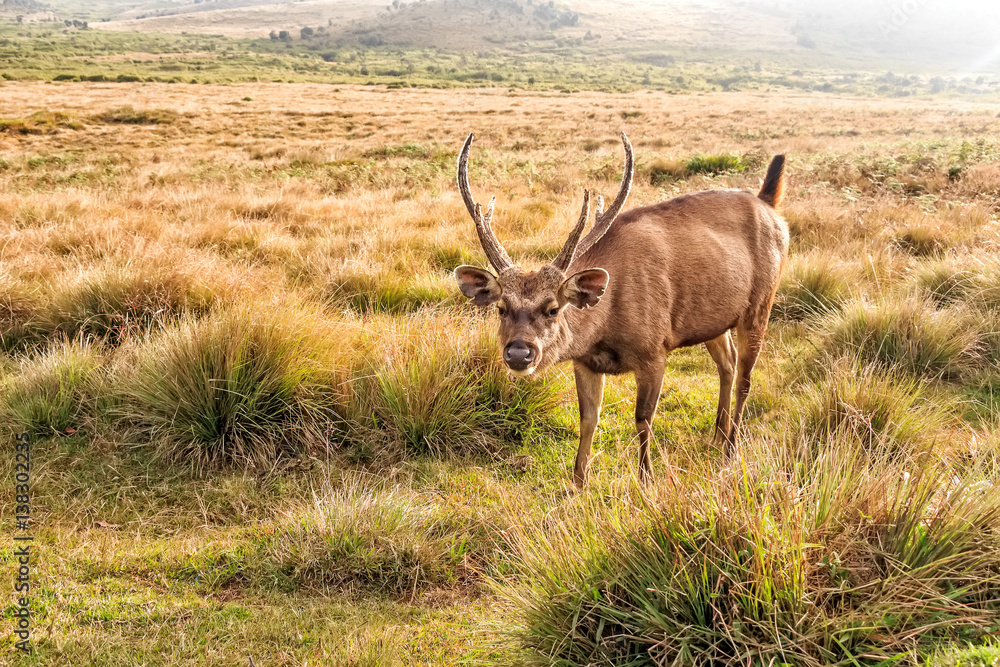 Fototapeta premium Sambar deer in wild