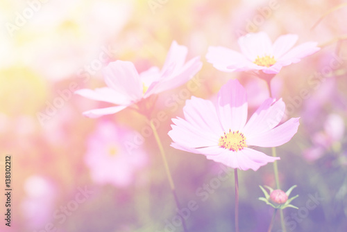 cosmos flowers nature vintage tone background and wallpaper  