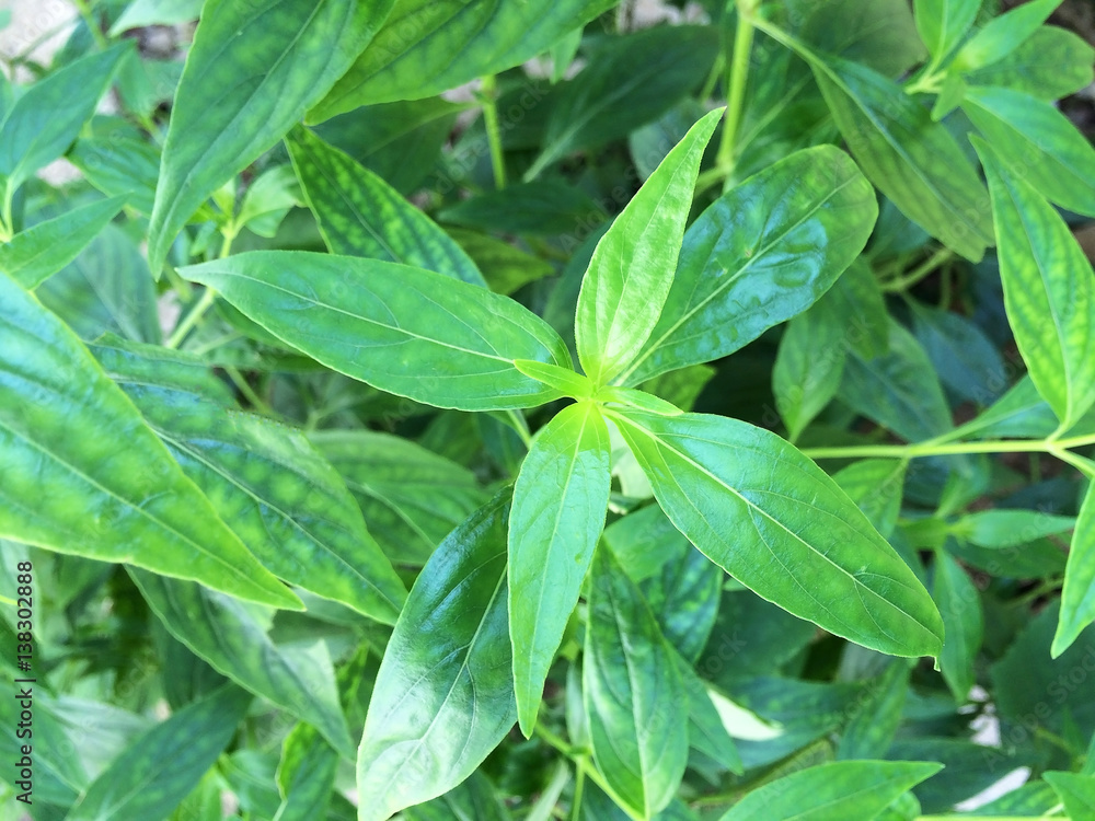 fresh herbal plant leaves Andrographis paniculata fresh herbal plant leaves Andrographis paniculata