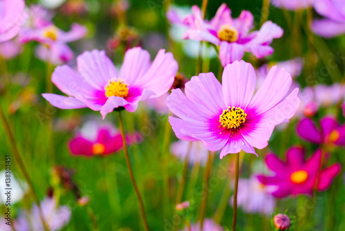 pink cosmos flowers background wallpaper nature summer 