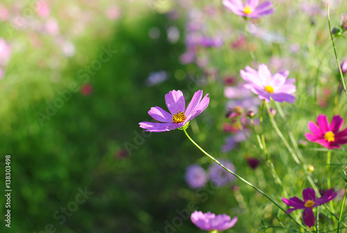 pink cosmos flowers background wallpaper nature summer 